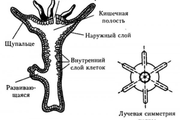 Kraken вход и ссылки